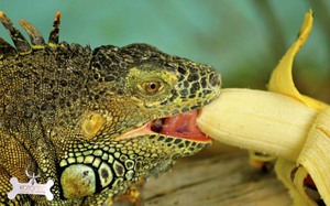 Чем кормить игуану