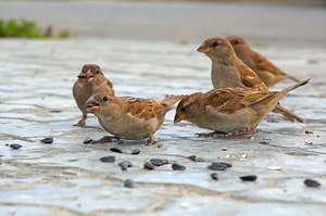 Рацион воробья