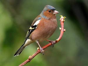 Зяблик обыкновенный: всё о перелётной птице и её образе жизни