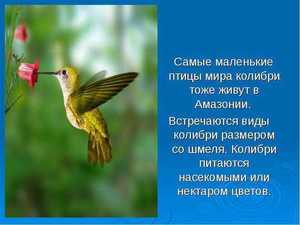 Самая маленькая птица