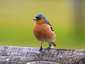 Как выглядит зяблик