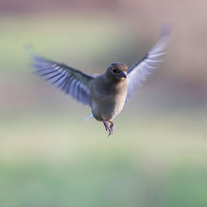 Зяблик: описание жизни, внешний вид