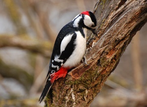 Дятел: описание, образ жизни и жизненный цикл лесной птицы