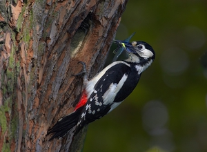 Дятел как питается личинками