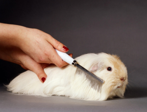 За длинношерстными свинками нужен регулярный уход