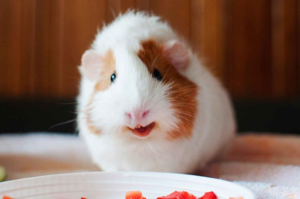 Морские свинки общаются звуками, пройдет немного времени, и вы научитесь их понимать