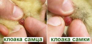 Как определить пол цыплёнка: петух или курица — простые способы