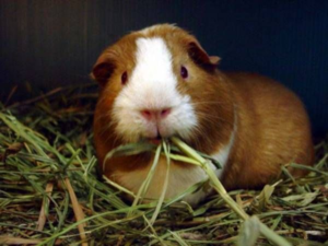 Основу рациона морских свинок составляет сено