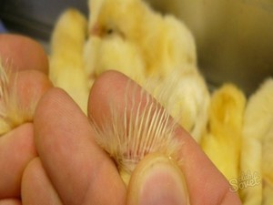  Как отличить петушка от курочки