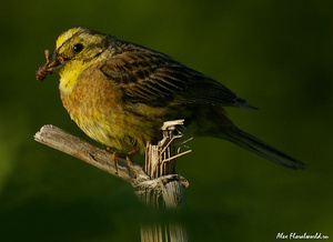 Чем питается овсянка обыкновенная: рацион птицы и особенности кормления