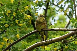 Птица овсянка обыкновенная 