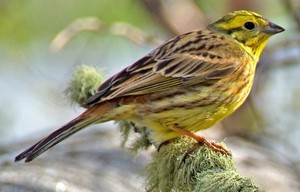 Обыкновенная овсянка 