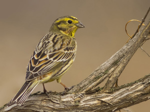 Овсянка обыкновенная - птица с СЕМЕЙСТВА ОВСЯНКОВЫХ 