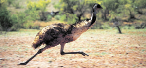 При беге эму способен развить скорость 50 км в час