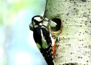 Как ведут себя дятлы