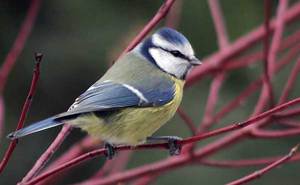 Синица лазоревка: описание, особенности и образ жизни