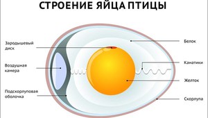Строение яйца птицы: описание, функции и особенности