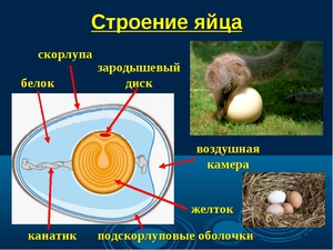 Описание   строения яйца птицы