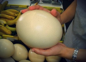 Вес страусиного яйца: сколько оно весит и чем удивляет?