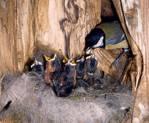 Где синицы строят гнездо