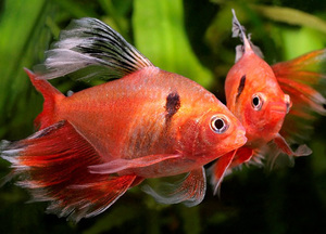 Рыбка минор: содержание и уход в пресноводном аквариуме