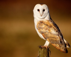 Сипуховая сова