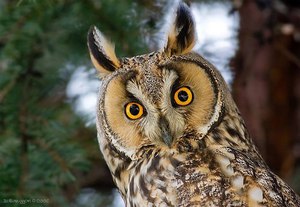 Сова ушастая