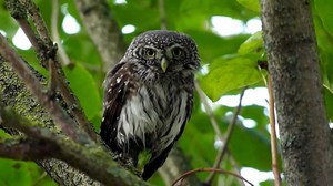 Сыч воробьиный