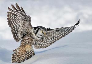 Сова ястребиная