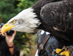 Хищная птица из семейства соколиных: виды и особенности охоты