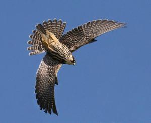 Птицы -семейство соколиных