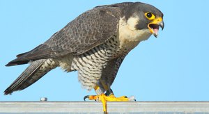 Птица из семейства соколиных-Сапсан