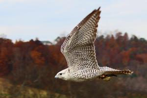 Птица из семейства соколиных