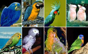 Уход за маленькими попугаями