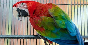 Сколько живут попугаи