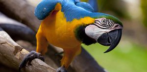 Сколько живут ара и какаду: продолжительность жизни попугаев