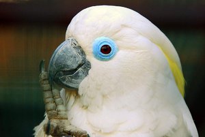 Как долго живет какаду