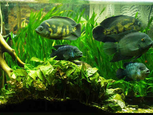 Как ухаживать за рыбками астронотусами