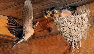 Из чего строят гнёзда ласточки и где они селятся