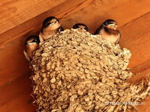 Как выглядит гнездо ласточки