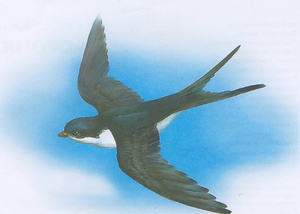 Ласточка летит