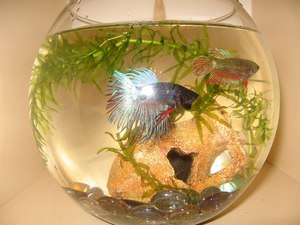 Рыбки петушки разведение