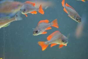 Аквариумные цихлиды