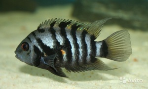 Виды аквариумных рыбок цихлид