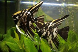 Аквариумные скалярии