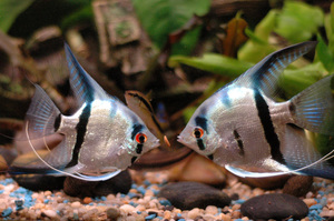 Содержание рыбок скалярий 