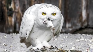 Чем питаются совы