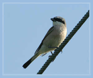 Бесстрашная хищная птица - сорокопут        