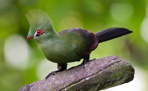 Турако: виды и описание экзотических бананоедов