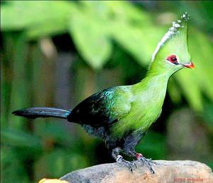 Чем питаются птицы турако